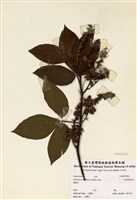 藏品(大葉佛來明豆)的圖片